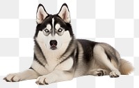 PNG Siberian Husky mammal animal husky.