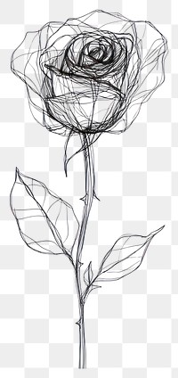 PNG Hand drawn of rose drawing art minimalist.