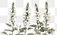 PNG Foxglove flowers illustration foxglove style.