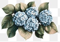 PNG Hydrangea clusters art illustration background.