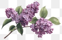 PNG Lilac clusters lilac illustration blossoms.