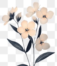 PNG Nemesia flowers art illustration painting.