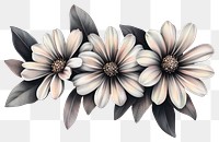 PNG Osteospermum blossoms art illustration flowers.