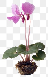 PNG Cyclamen flowers photography cyclamen.