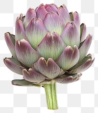 PNG Artichoke artichoke vegetable photography.