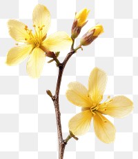 PNG Winter jasmine flowers photography blossoms.