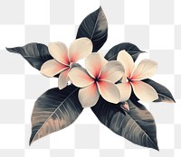 PNG Plumeria flowers leaves leaf art.