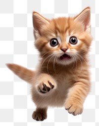 PNG Brown cat jumping background kitten white.