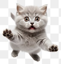 PNG Gray cat jumping kitten cute pet.