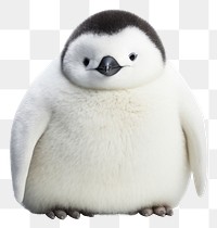 PNG Penguin shape Snowman animal white bird.