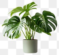 PNG Monstera plant leaf white background. 