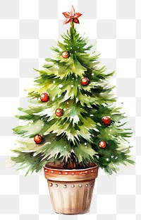 PNG Christmas tree plant white background. 