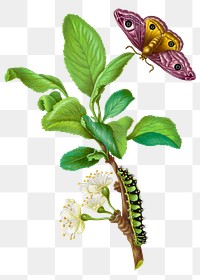 Emperor moth on damson plum png vintage illustration on transparent background. Remixed by rawpixel.