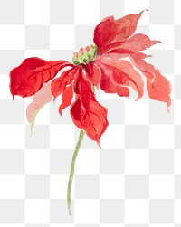 Poinsettias plant png vintage illustration, transparent background. Remixed by rawpixel.