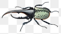 PNG Amale scarabaeus beetle. coloured engraving by W. H. Lizars. Element on transparent background.. Element on transparent background.