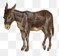 PNG Vintage donkey illustration art. Element on transparent background.