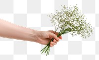 PNG Hand holding out Gypsophila flowers white arrangement.