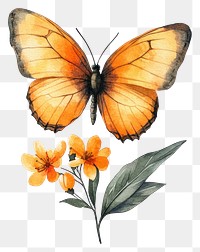 PNG Orange butterfly on flower flowers art invertebrate.