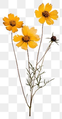 PNG Real Pressed a Coreopsis flower flowers petals dried.