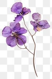 PNG Real Pressed a purple wildflower flowers petals dried.