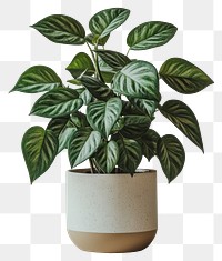 PNG Indoor house plant minimalist leaves leaf.