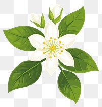 PNG Jasmine illustration blossom flower.