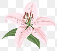 PNG Lily illustration flower appliance.