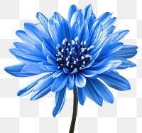 PNG Firework blue photography background flower.