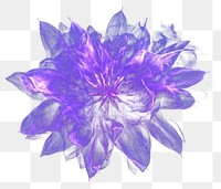 PNG Firework purple flower illustration accessories.