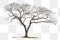 PNG Mahogany tree isolated minimalist landscape.