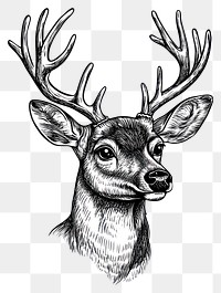 PNG Deer art illustration wildlife.