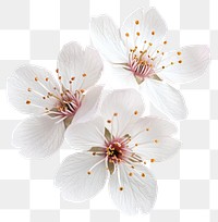 PNG Cherry blossom flowers blossoms petals white.