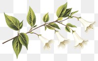 PNG Bellflowers illustration leaf vintage branch.