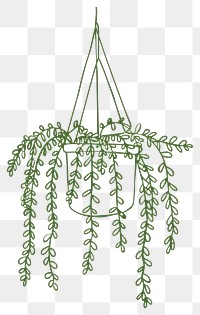 PNG Hanging Sword fern plant illustration green.