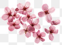 PNG Cherry blossom petals flying blossoms flowers pink.