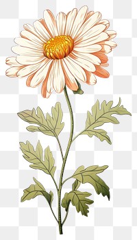 PNG Daisy flower style art.