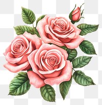 PNG Pink roses flower watercolor bouquet illustration leaves art.