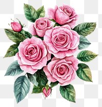 PNG Pink roses flower watercolor bouquet flowers illustration art.