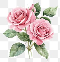 PNG Roses flower watercolor bouquet flowers illustration vibrant.