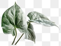 PNG Silver leaf philodendron plant illustration anthurium.