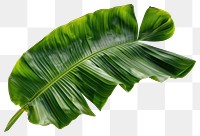 PNG Banana leaf plant background tropical.