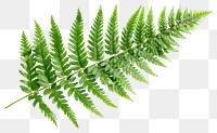 PNG Fern leaf plant element botanical.