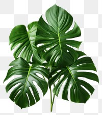 PNG Plant leaf monstera monstera plant.