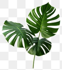 PNG Monstera plant Split leaf philodendron botanical tropical.