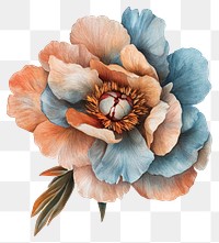 PNG Aesthetic peony flower art painting petals.