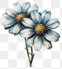 PNG Aesthetic wild daisy flower flowers daisies painting.