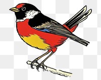 PNG Bird illustration colorful wildlife.