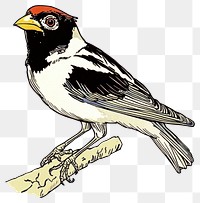 PNG Bird illustration blackbird agelaius.