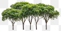 PNG Green trees group background outdoors isolated.