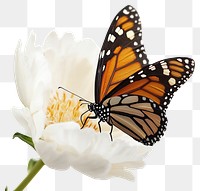 PNG Butterfly on a white flower monarch invertebrate photography.